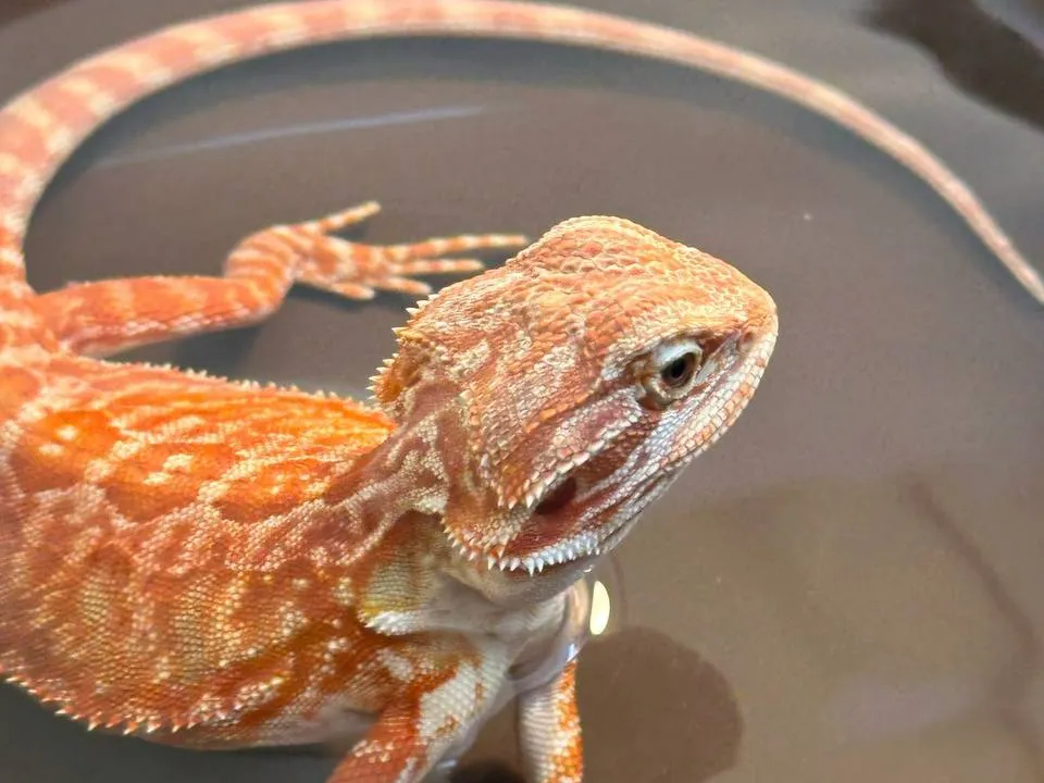 Агама. Фото: Анна Варанова