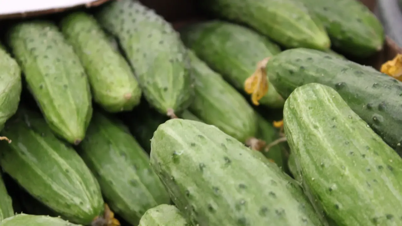 REGIONS/Анастасия Широкая