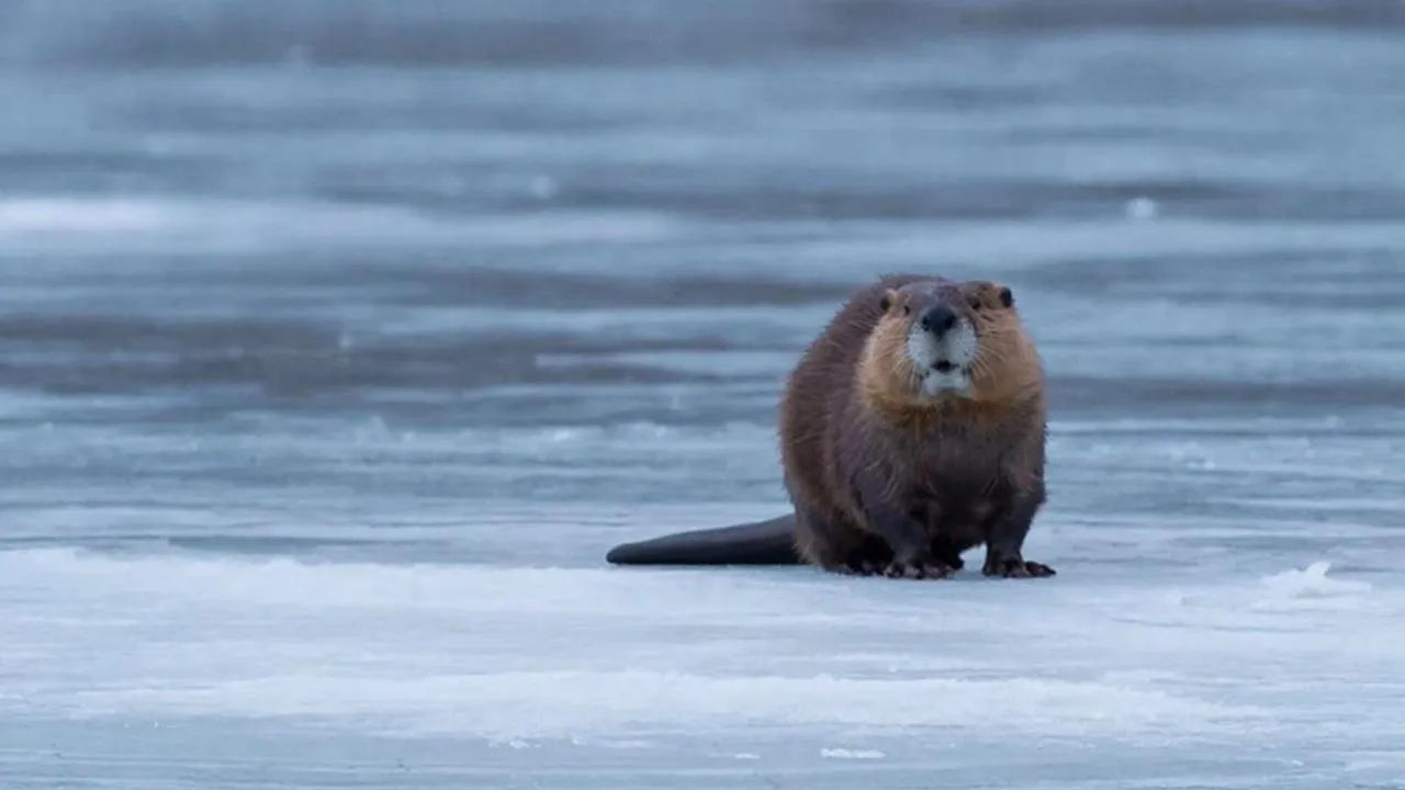REGIONS/Сгенерировано нейросетью