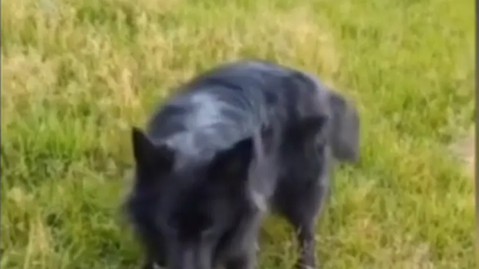 Фото: t.me/samolet_feed