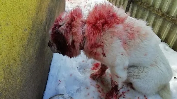 В зубасто-ножевом конфликте пострадали алабай и житель Ступино