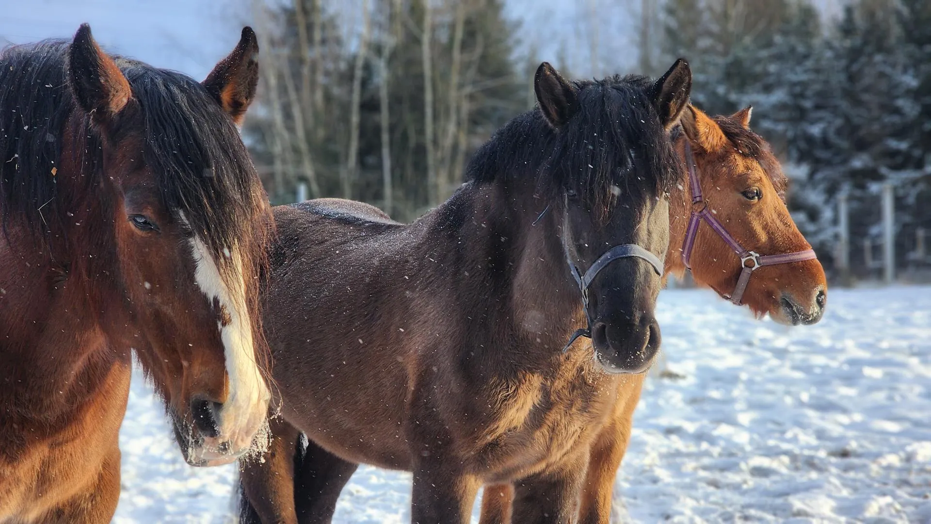 МедиаБанк Подмосковья/Дмитрий Беденко