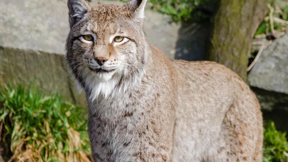 Фото: pxhere.com