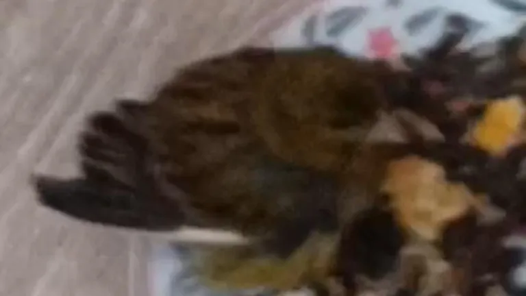 Подобранный птенец. Скриншот из видео в ТГ-канале «Дрожжино/ЖК Бутово Парк2»