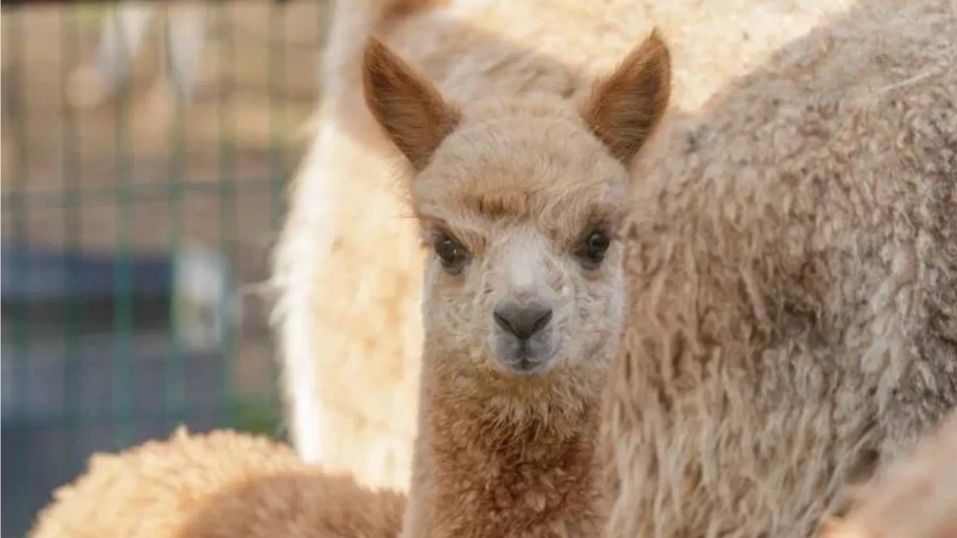 Фото: пресс-служба национального парка «Лосиный остров»/Василиса Филимонова