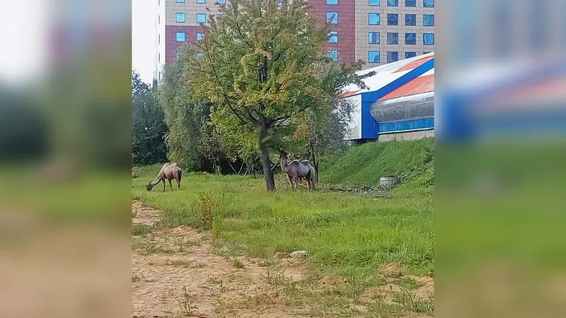 Цирк приехал: верблюды облюбовали детский парк в Одинцове