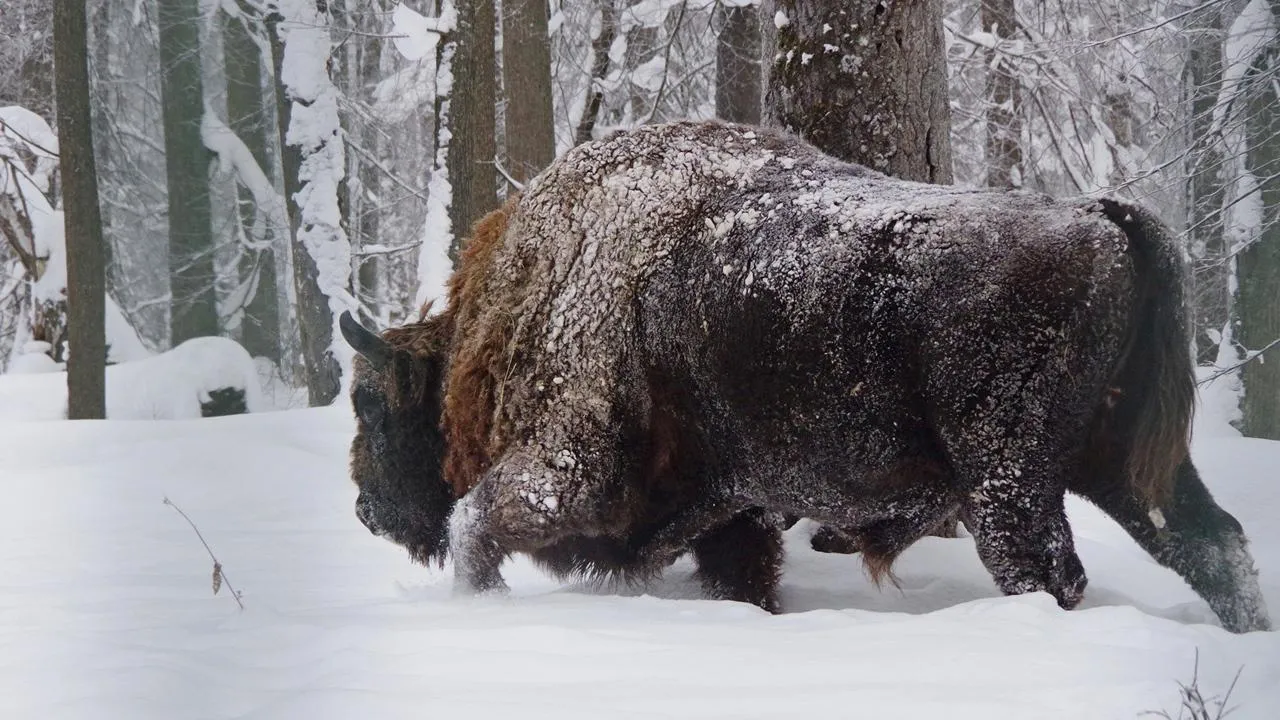 Ольга Калинина