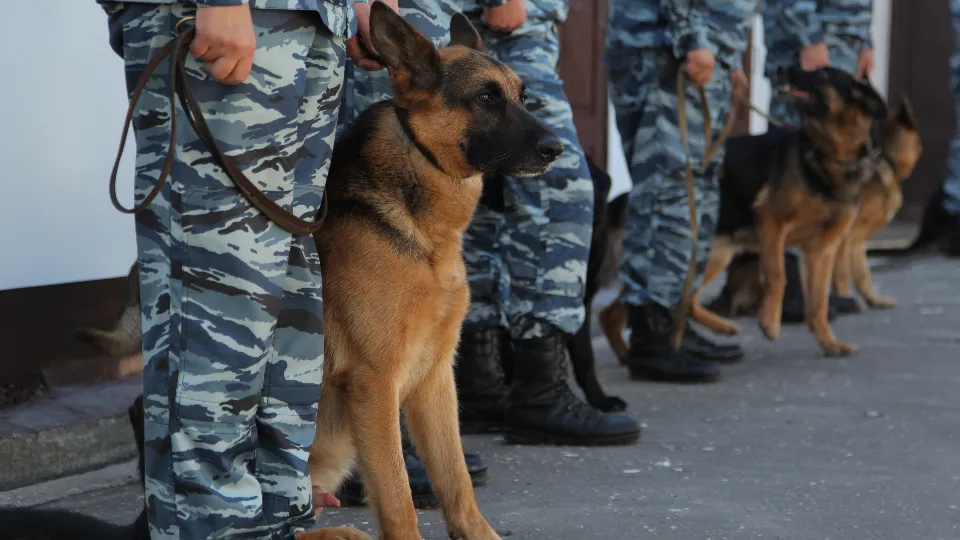 Фото: медиасток.рф