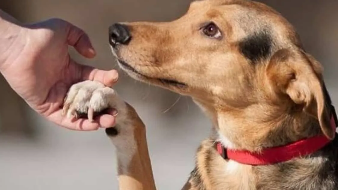 Фото: like-my-dogs.ru.