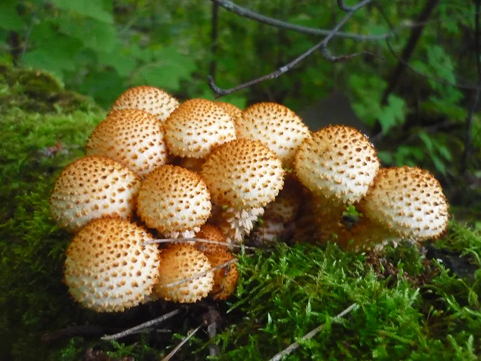 Ядовитая чешуйчатка обыкновенная (Pholiota squarrosa).&nbsp;Фото: сommons.wikimedia/Tigran Mitr am.