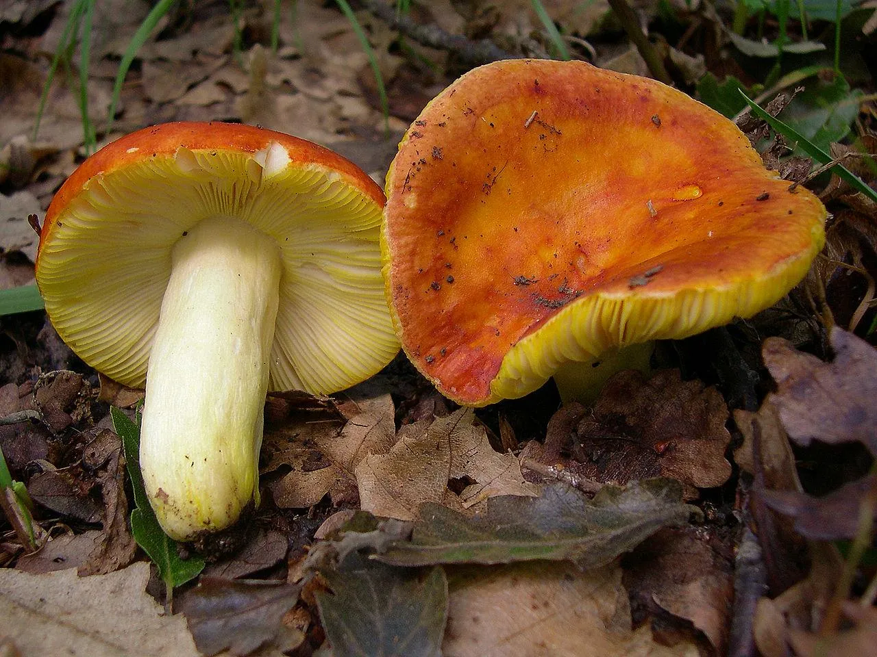 Сыроежка золотистая (Russula aurea)