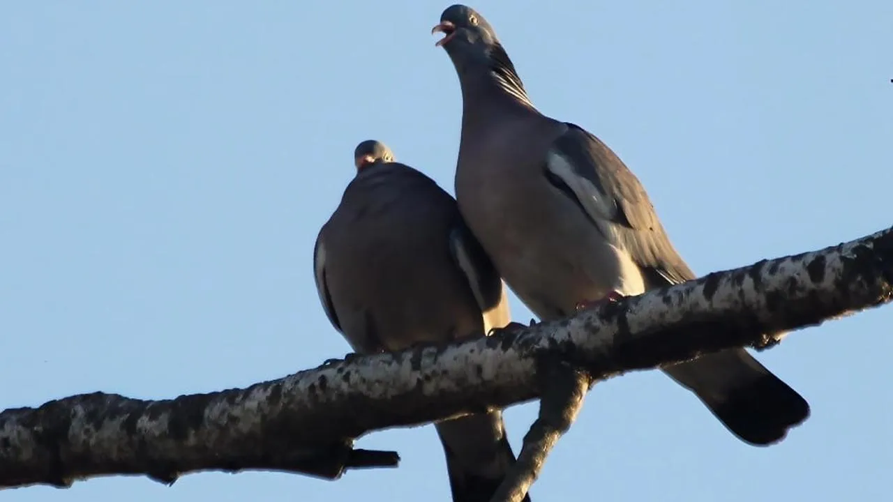 личный архив Константина Кошелева