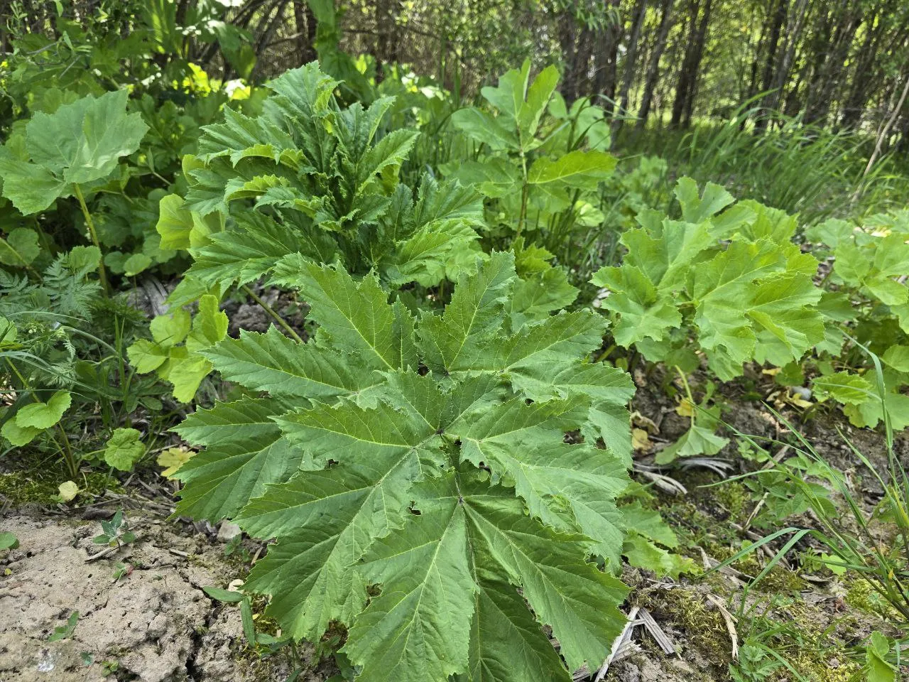 Борщевик Сосновского. Фото: REGIONS/Яна Шаливская