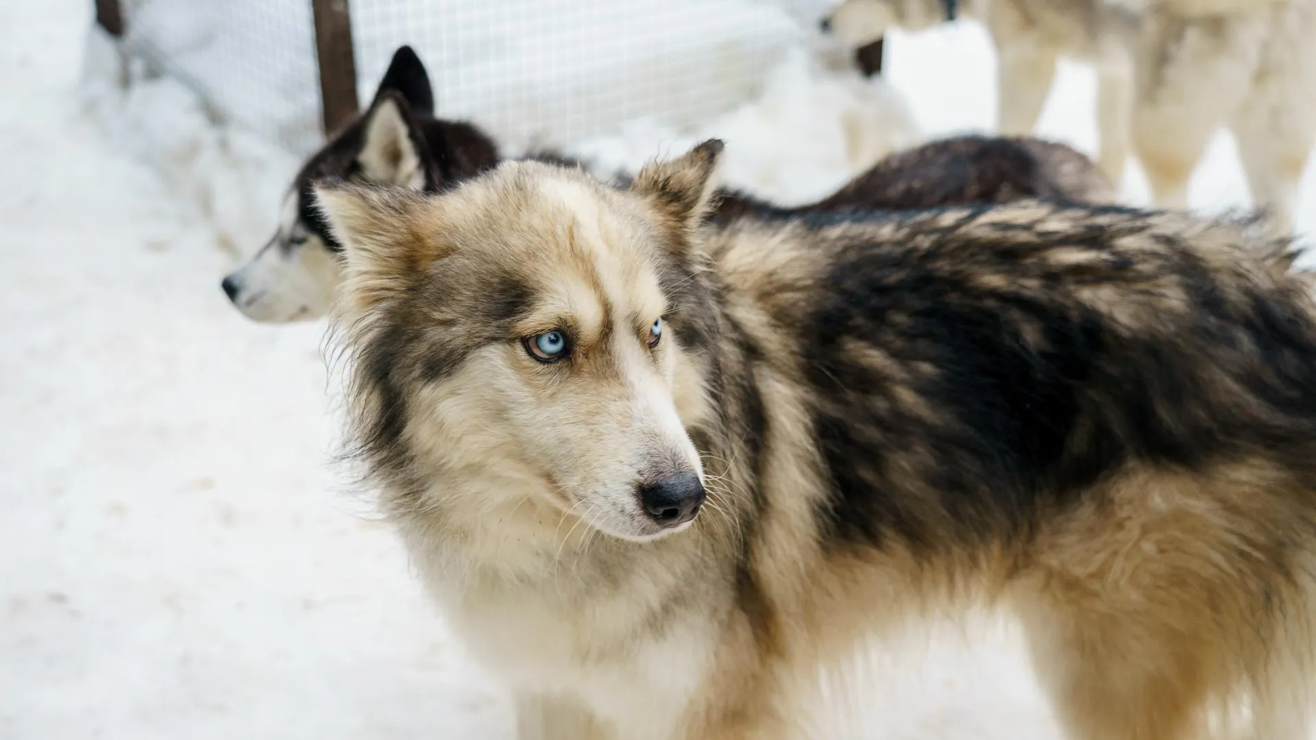 медиасток.рф