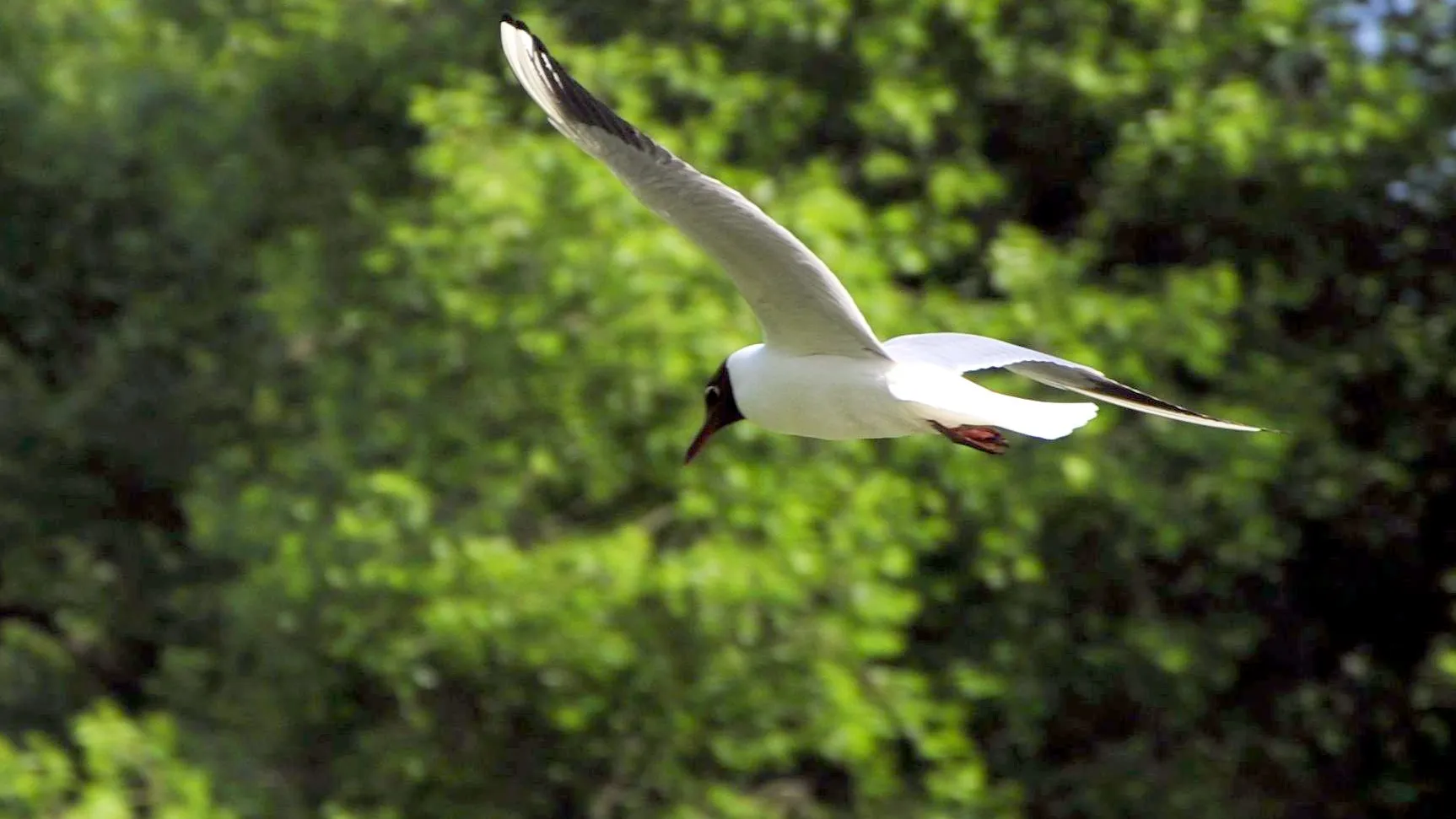 Барашкинский пруд в Химках