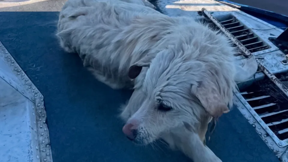 Фото: пресс-служба МЧС России