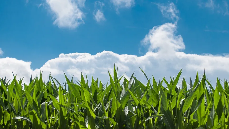 Фото: pxhere.com