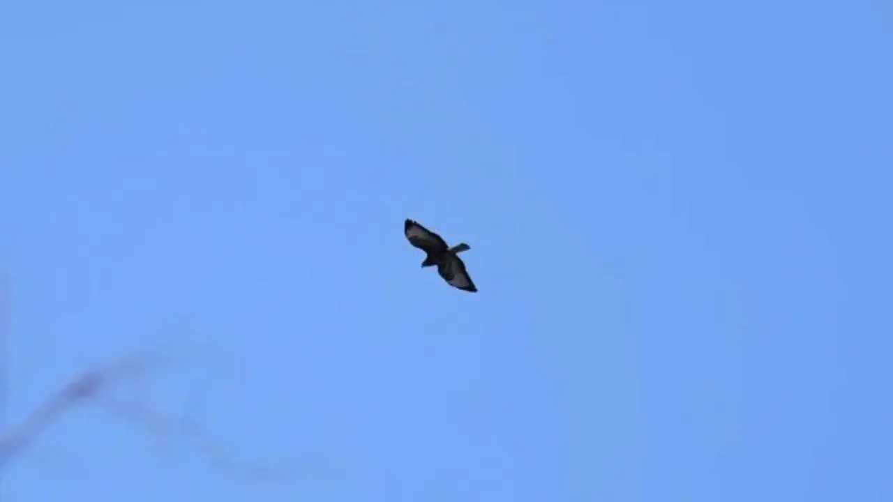 пресс-служба нацпарка "Лосиный остров"/Анна Ткачева