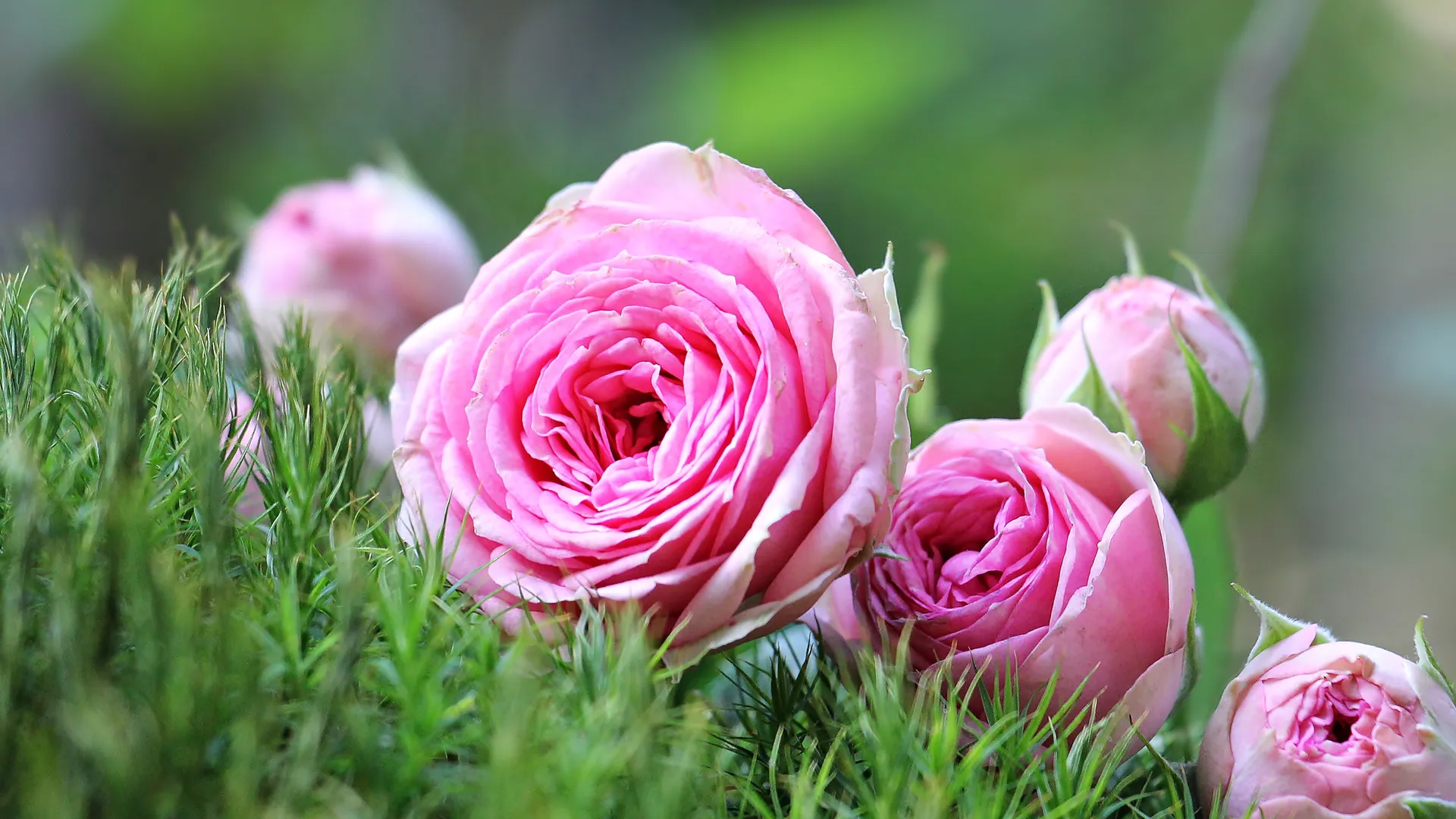 Фото: https://pxhere.com