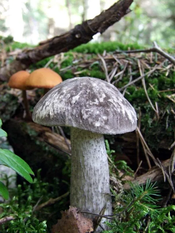 Подберезовик разноцветный (Leccinum variicolor)