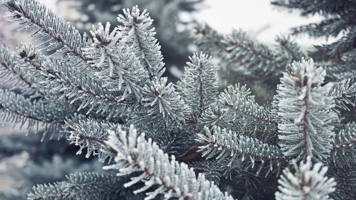Ель. Фото: pxhere.com