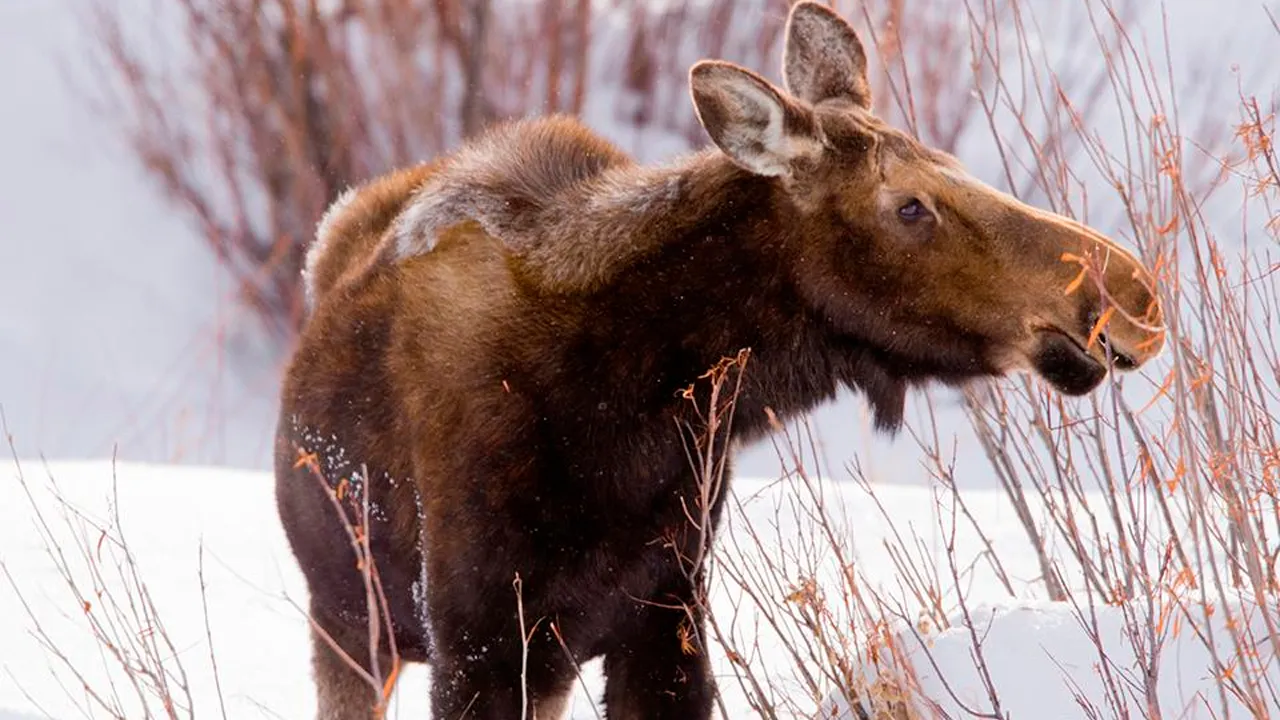 Фото: istockphoto.com/KenCanning