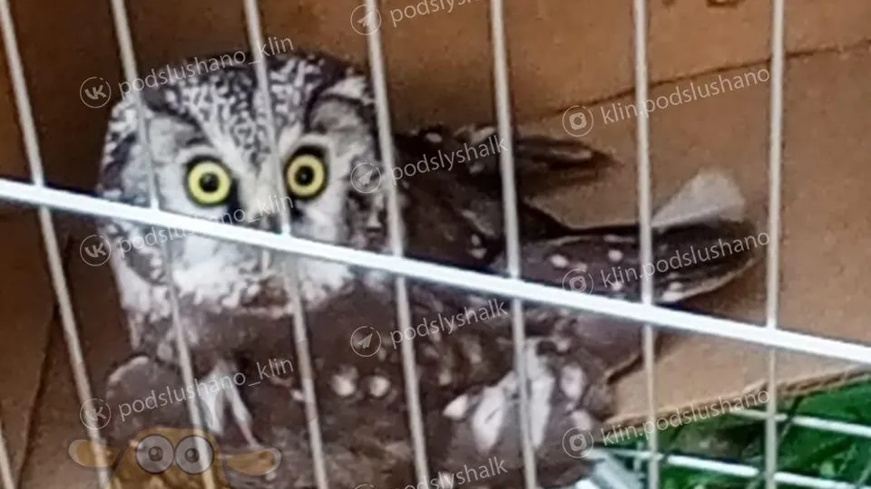 фото: соцсети