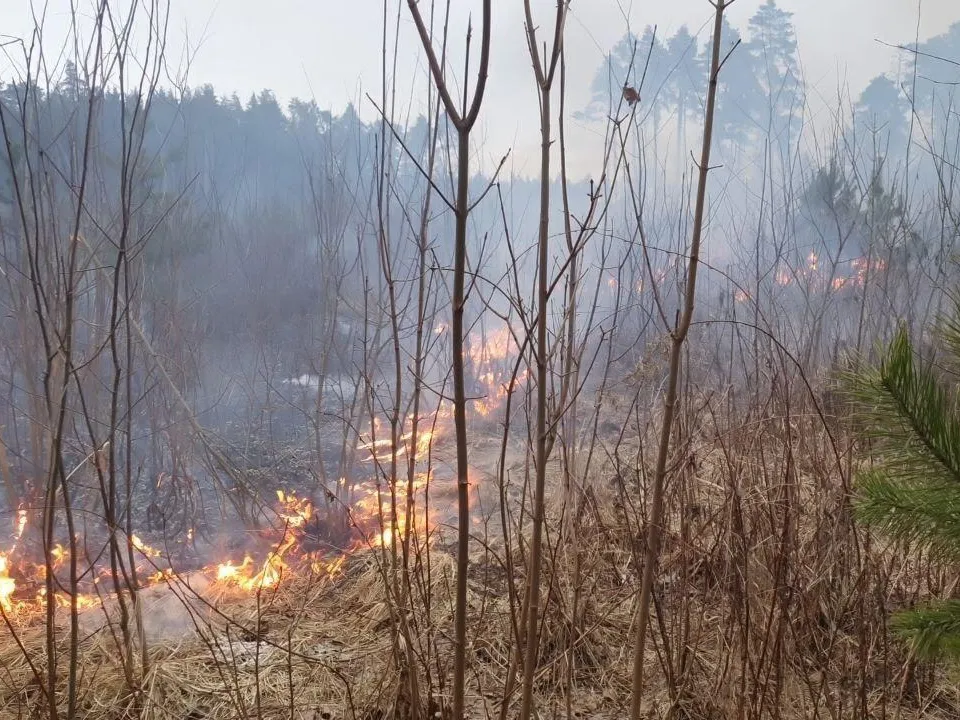 Фото: Комитет лесного хозяйства МО