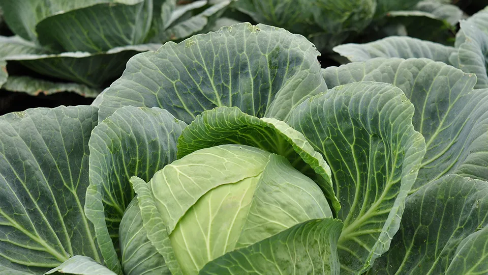 Фото: pxhere.com