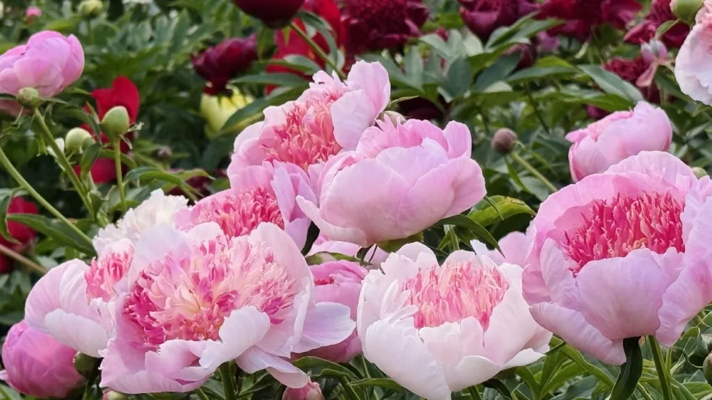 Фото: МедиаБанк Подмосковья/Ольга Стаферова