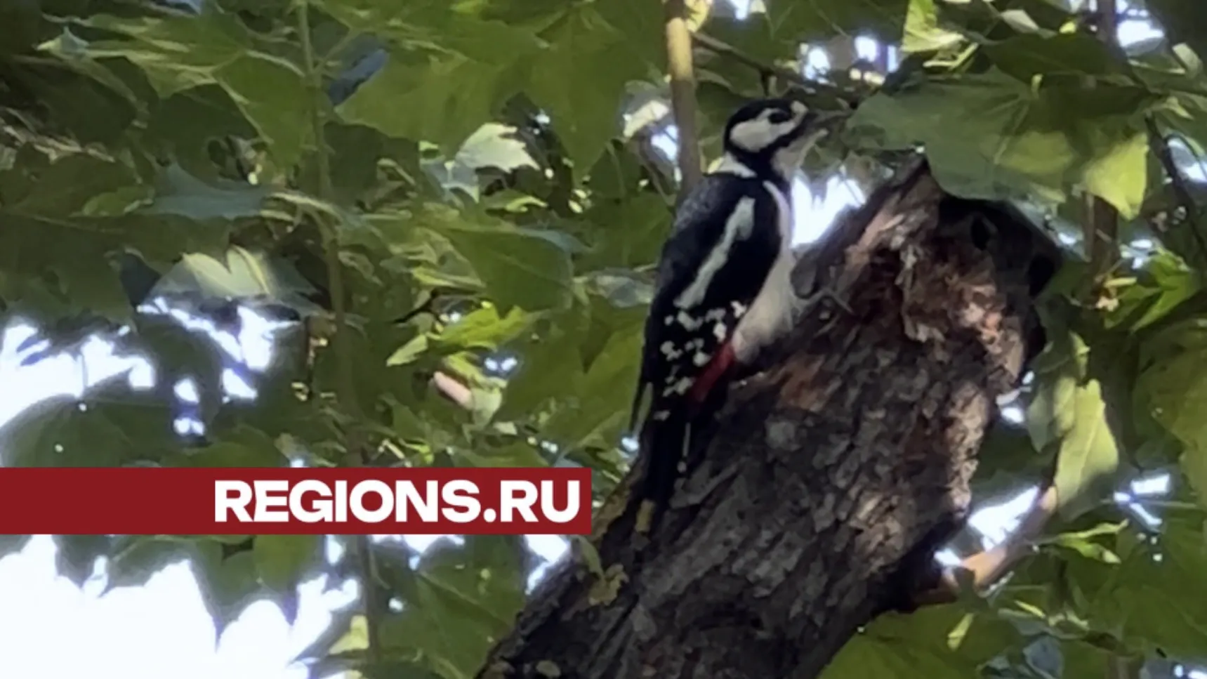 Фото: Илья Попов