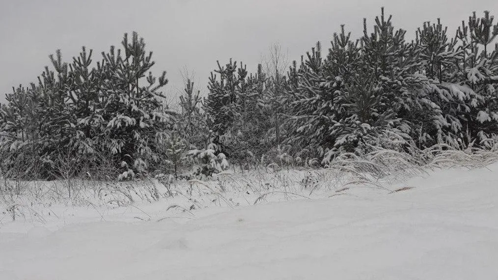 Комитет лесного хозяйства Московской области
