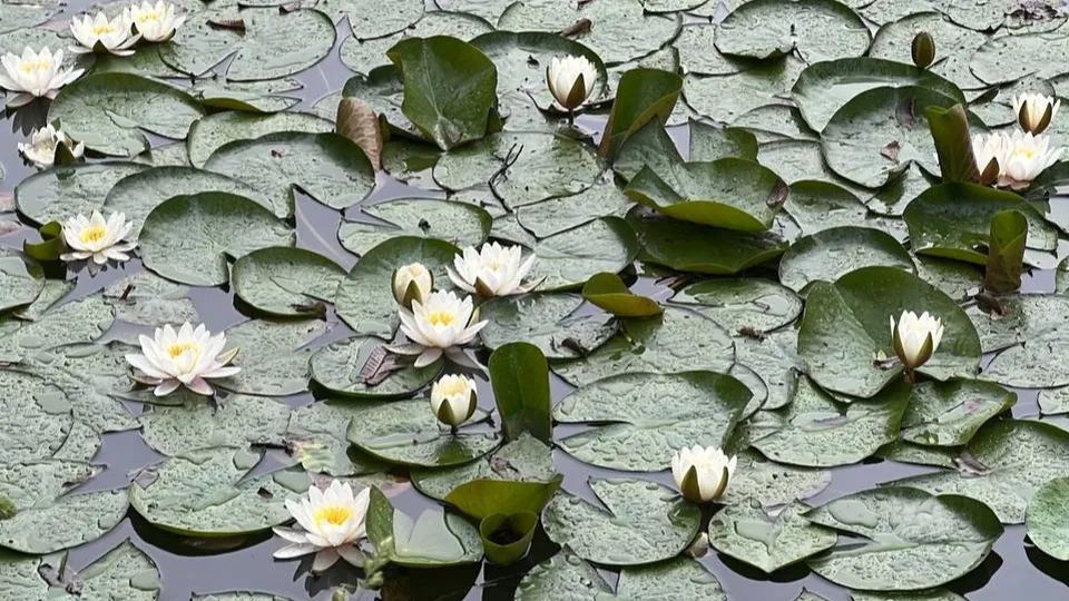 Фото: REGIONS/Елена Фурман