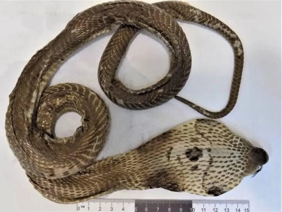 пресс-служба Алтайской таможни.