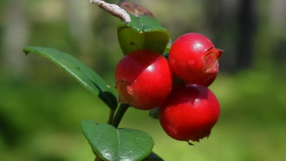 Фото: commons.wikimedia/Jonas Bergsten