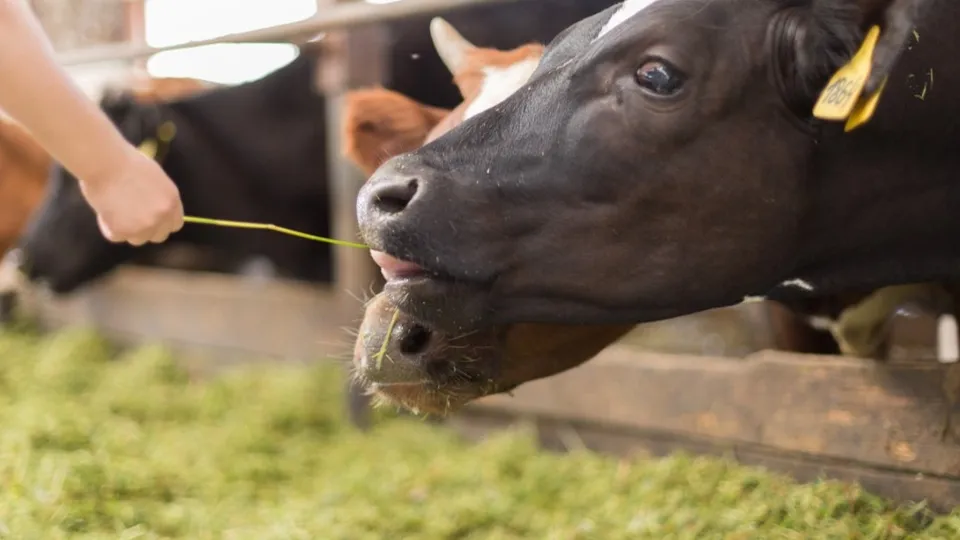 Источник фото: министерство сельского хозяйства и продовольствия Московской области