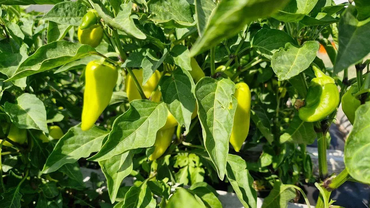 REGIONS/Наталья Надточая