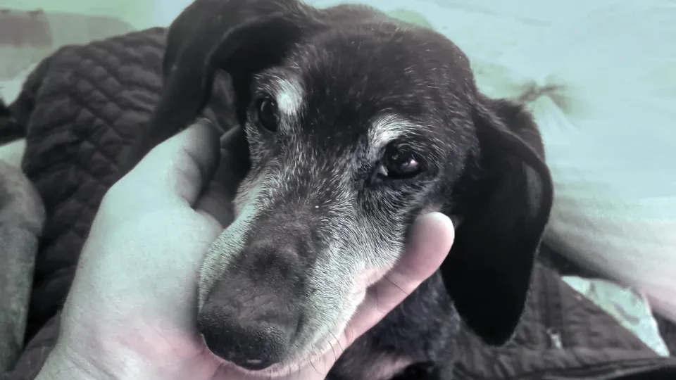 Фото: Приют Зоозащита-плюс город Серпухов