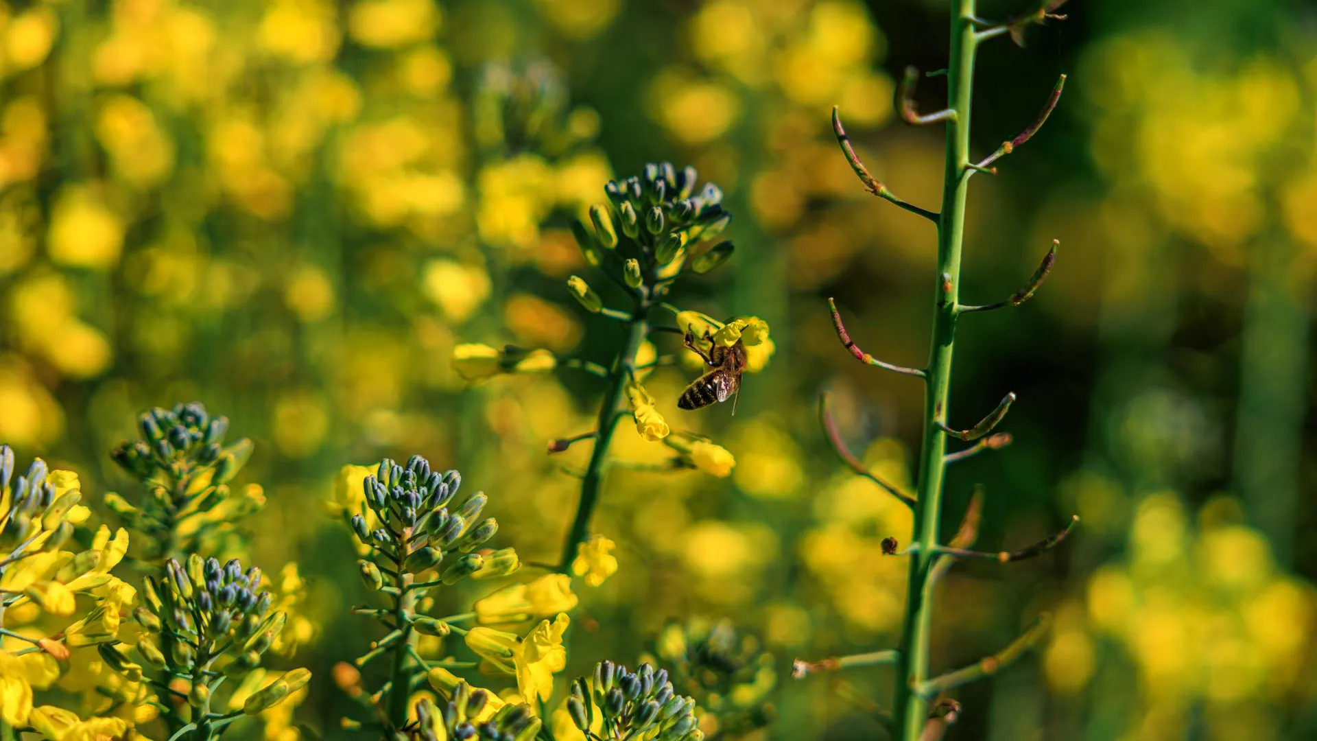 медиасток.рф