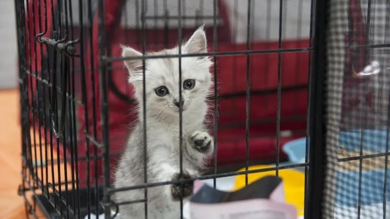 Коту под снос: выясняем, найдет ли пристанище один из самых известных в Подмосковье зооприютов