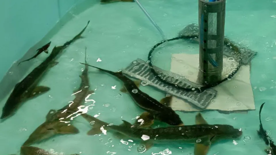 Фото: МедиаБанк Подмосковья/Рой Евгений Александрович