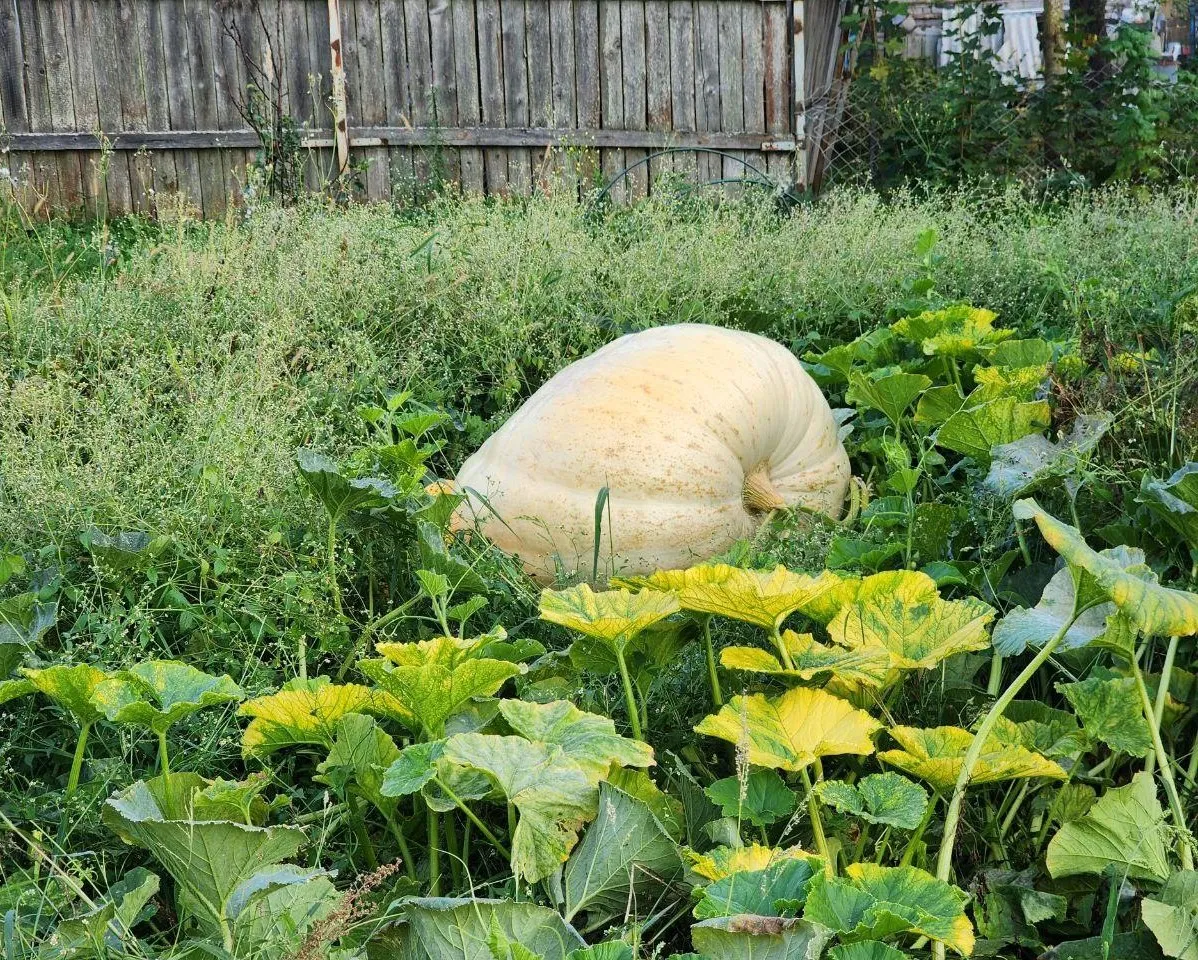 REGIONS/Яна Шаливская