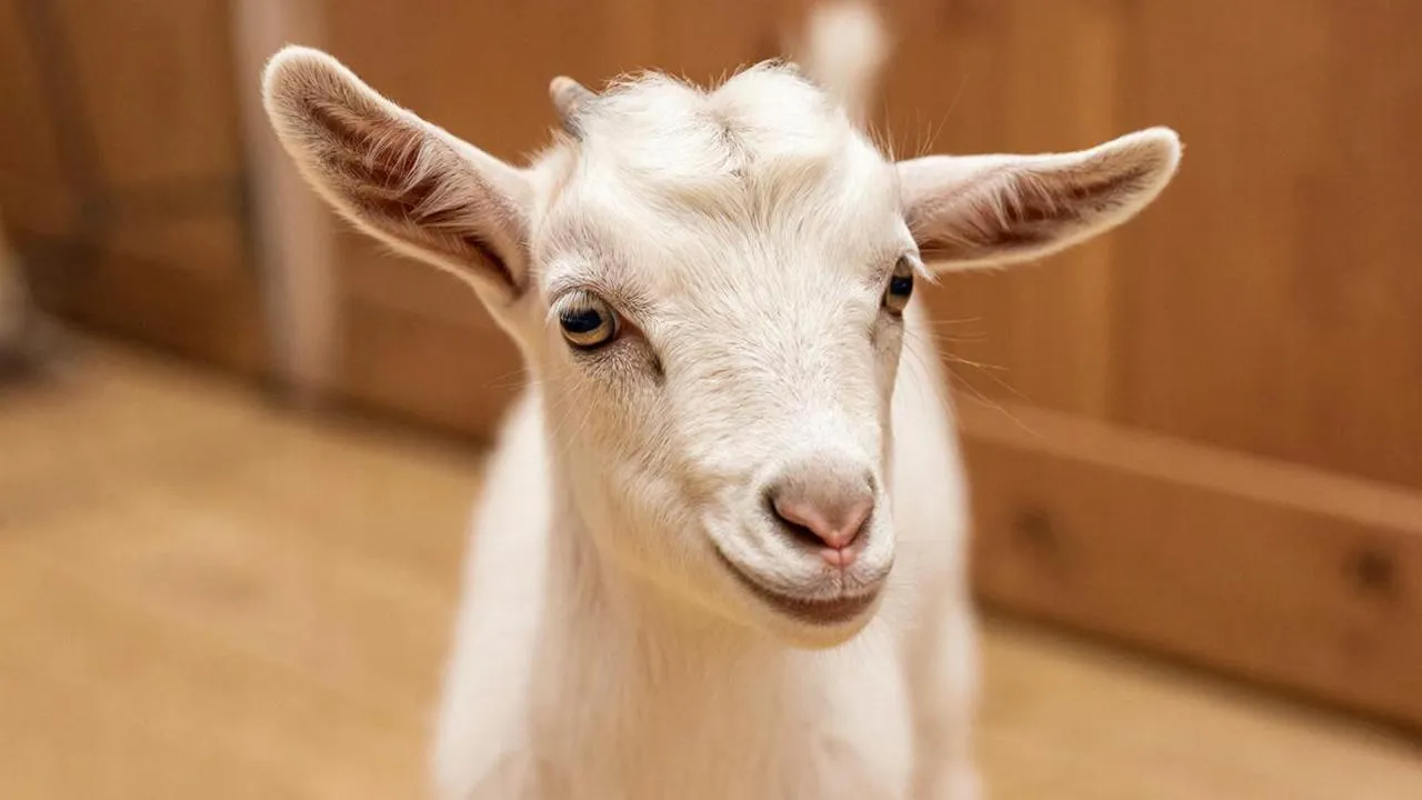 REGIONS/Сгенерировано нейросетью