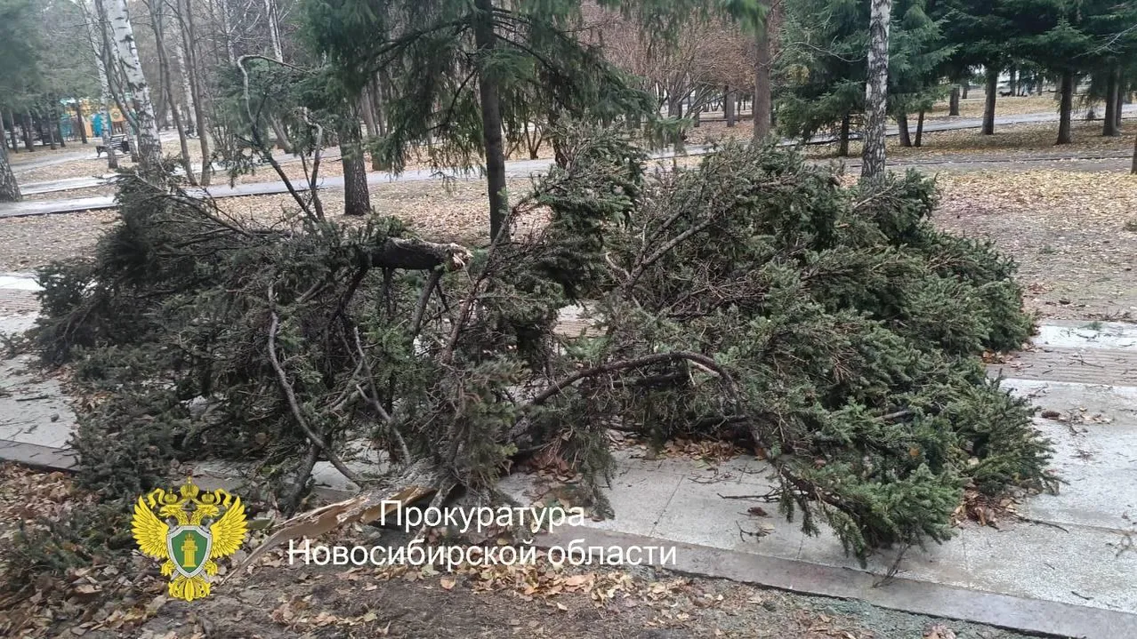 пресс-служба прокуратуры Новосибирской области
