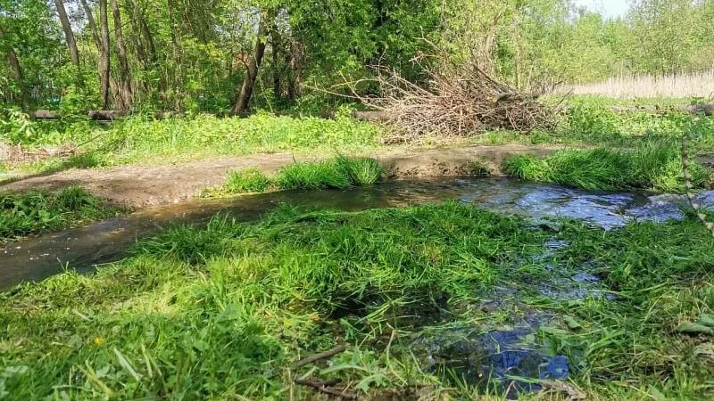 В городском округе Воскресенск расчистили пруд во время экологической акции