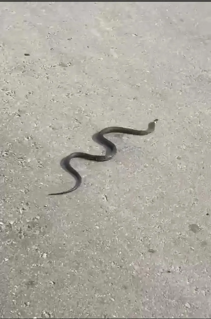 Фотография очевидца