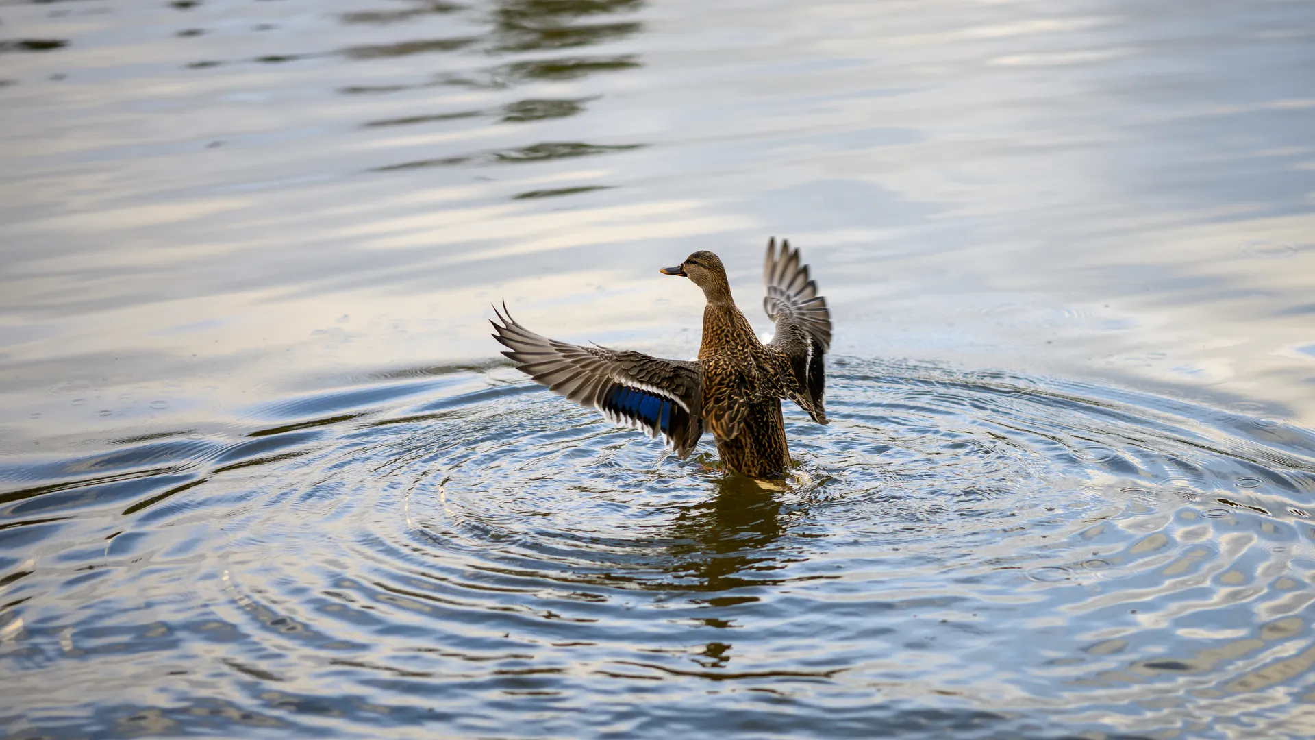 медиасток.рф
