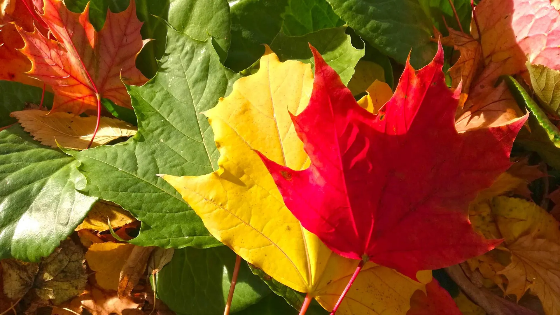 Фото: Дмитрий Кравцов