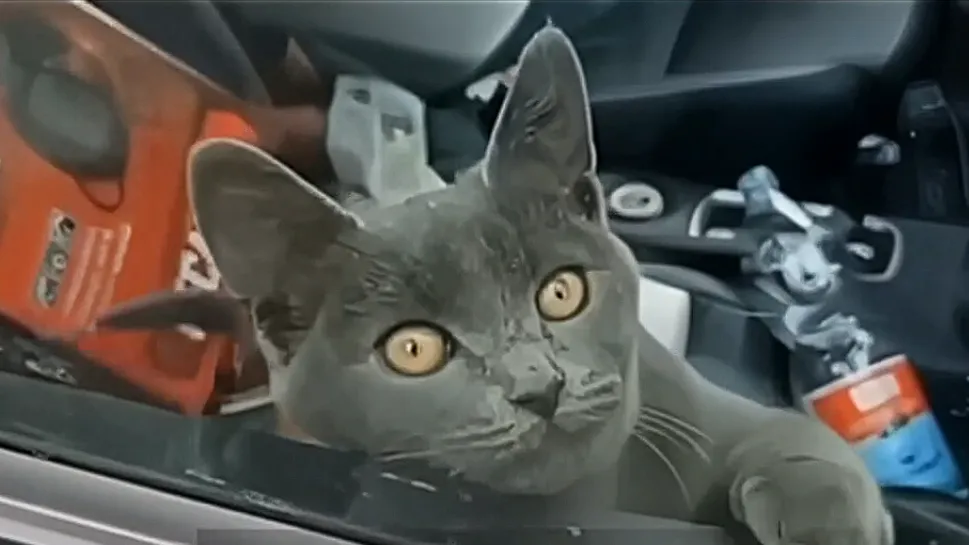 Фото: скриншот с видео из соцсети "Воскресенск-онлайн"