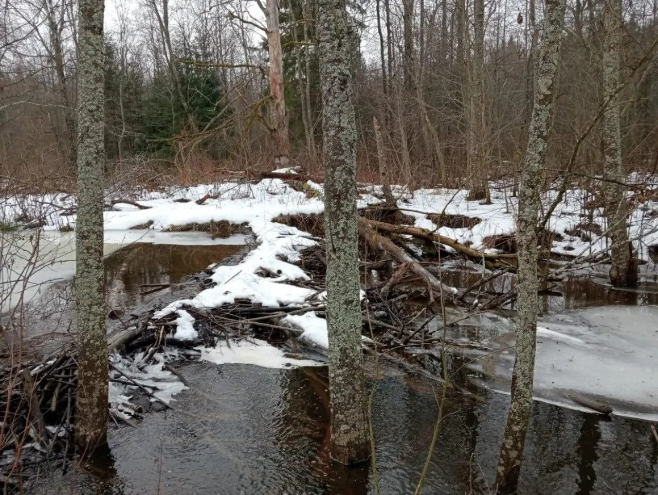 Фото:&nbsp;Комитет лесного хозяйства МО